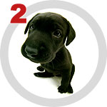 The Dog Collection 2 выпуск