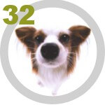 The DOG Collection № 32