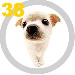 The DOG Collection № 38
