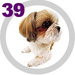 The DOG Collection № 39