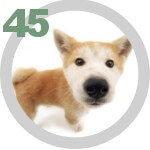 The DOG Collection № 45