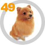 The DOG Collection № 49