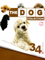 The Dog collection № 34 : Тойпудель