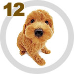 The Dog Collection 12 выпуск