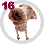 The Dog Collection 16 выпуск 