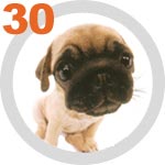 The Dog Collection 30 выпуск