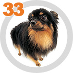 The Dog Collection 33 выпуск