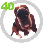 The Dog Collection 40 выпуск