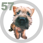 The Dog Collection 57 выпуск
