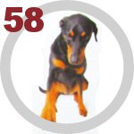 The Dog Collection 58 выпуск 