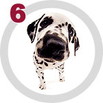The Dog Collection 6 выпуск