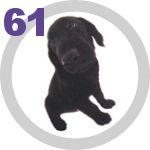 The Dog Collection 61 выпуск