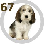 The Dog Collection 67 выпуск