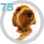 The Dog Collection 75 выпуск