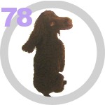 The Dog Collection 78 выпуск