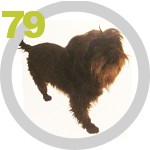 The Dog Collection 79 выпуск
