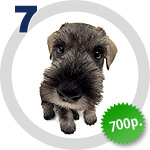 The Dog Collection 7 выпуск