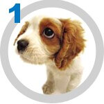 The DOG Collection № 1