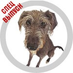 The DOG Collection № 100
