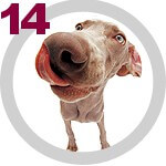 The DOG Collection № 14