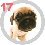 The DOG Collection № 17