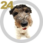 The DOG Collection № 24