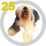The DOG Collection № 25