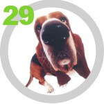 The DOG Collection № 29