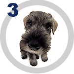 The DOG Collection № 3