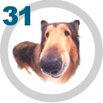 The DOG Collection № 31