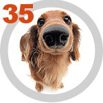 The DOG Collection № 35
