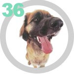 The DOG Collection № 36