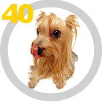 The DOG Collection № 40