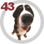The DOG Collection № 43