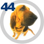 The DOG Collection № 44