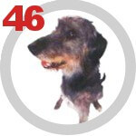 The DOG Collection № 46