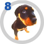 The DOG Collection № 8